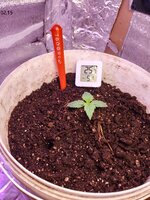IMG_20250419_094235.jpg