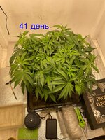 IMG_3065.jpeg