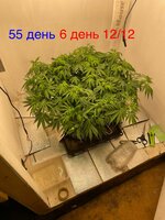 IMG_3286.jpeg