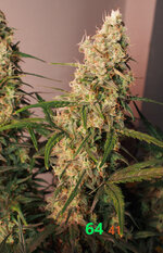 P2270831-2.jpg