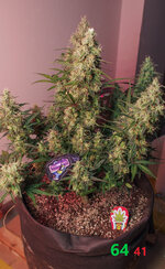 P2270818-2.jpg