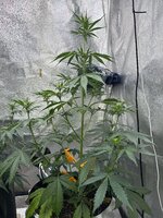 IMG_0125.jpeg