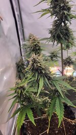 IMG_0894.jpeg