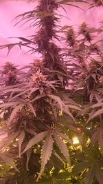 IMG_0917.jpeg