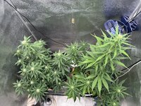 IMG_0225.jpeg