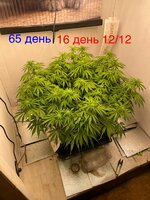 IMG_3434.jpeg