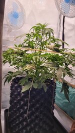 IMG_0945.jpeg