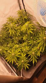 IMG_0950.jpeg