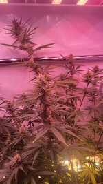 IMG_1013.jpeg