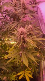 IMG_1015.jpeg