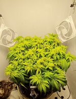 IMG_1060.jpeg