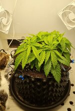 IMG_1103.jpeg