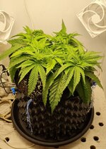 IMG_1104.jpeg