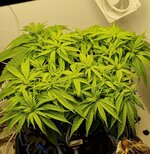 IMG_1107.jpeg