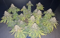 IMG_1170.jpeg