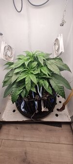 IMG_1185.jpeg