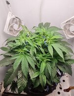 IMG_1187.jpeg
