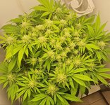 IMG_1196.jpeg