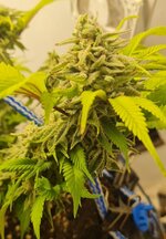 IMG_1201.jpeg