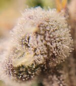 IMG_1211.jpeg
