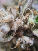 IMG_1209.jpeg