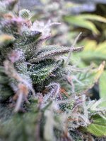 IMG_8107.jpeg