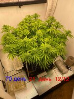 IMG_3491.jpeg