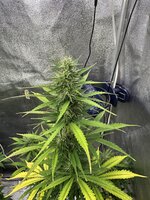 IMG_0326.jpeg