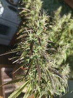 IMG_20260328_123054.jpg