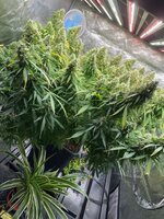 IMG_0656.jpeg