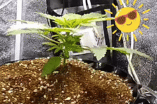 petal_20260331_114045.gif