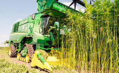 hemp.jpg hemp.jpg