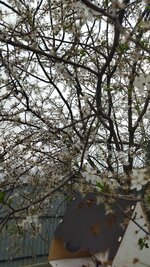 IMG_20260405_102217.jpg