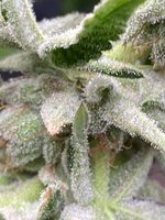IMG_1086.jpeg