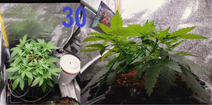30.png