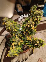 IMG_20260410_123346.jpg