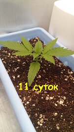 11 сут (1).jpg