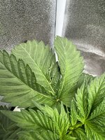 IMG_6263.jpeg