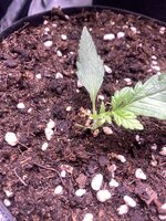 IMG_5687.jpeg