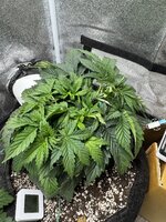 IMG_6382.jpeg