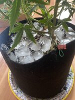 IMG_5781.jpeg