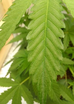 Screenshot_20220614-213012.jpg