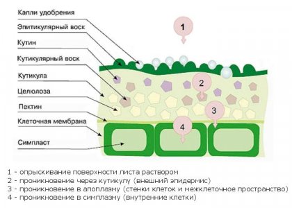 Листовая подкормка.jpg