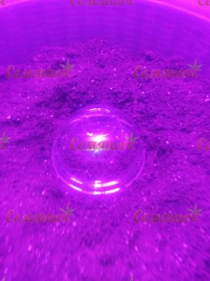 43-wm-84272.79999999882_watermarked.jpg 43-wm-84272.79999999882_watermarked.jpg