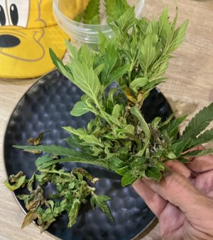 7.jpeg 7.jpeg