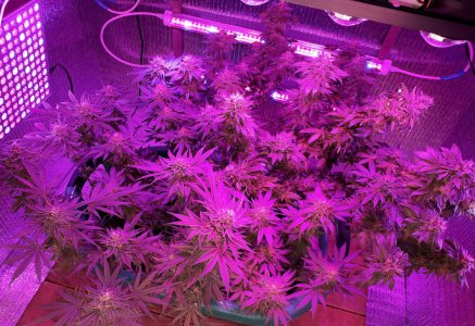 gorilla-glue-4-fem-anesia-seeds__ZQSIgTy8L5AbQ1ki.jpg gorilla-glue-4-fem-anesia-seeds__ZQSIgTy8L5AbQ1ki.jpg