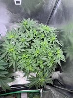 IMG_0075.jpeg