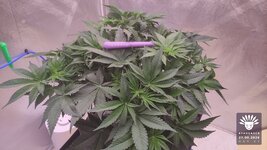 2026-09-27_aya-01_flo-w06d41_canopy_01.jpg