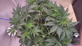 2026-09-28_aya-01_flo-w06d42_canopy_01.jpg