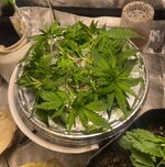 IMG_7285.jpeg